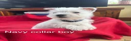 West Highland Terrier dogs for sale: Beautiful West highland puppies for sale - Advert 9