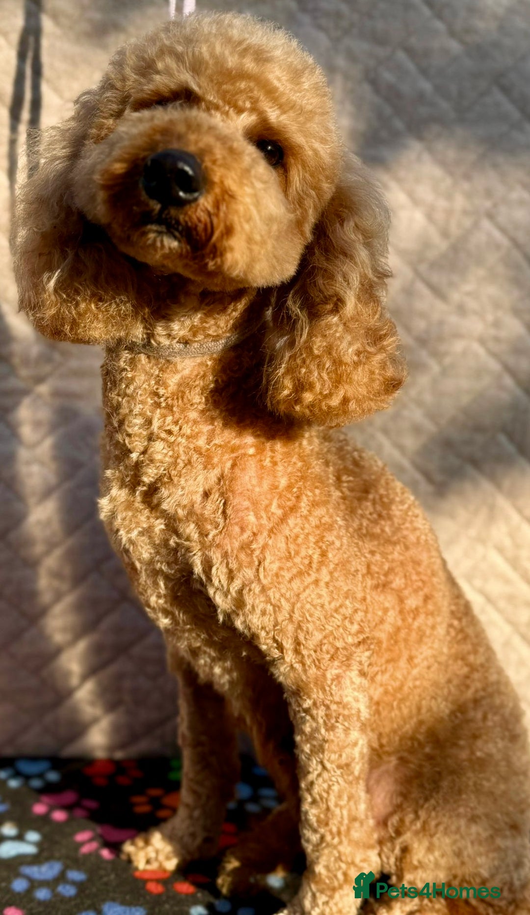 Poodle dogs for adoption: Lucy’s Story: From Neglect to Joy - Image 4