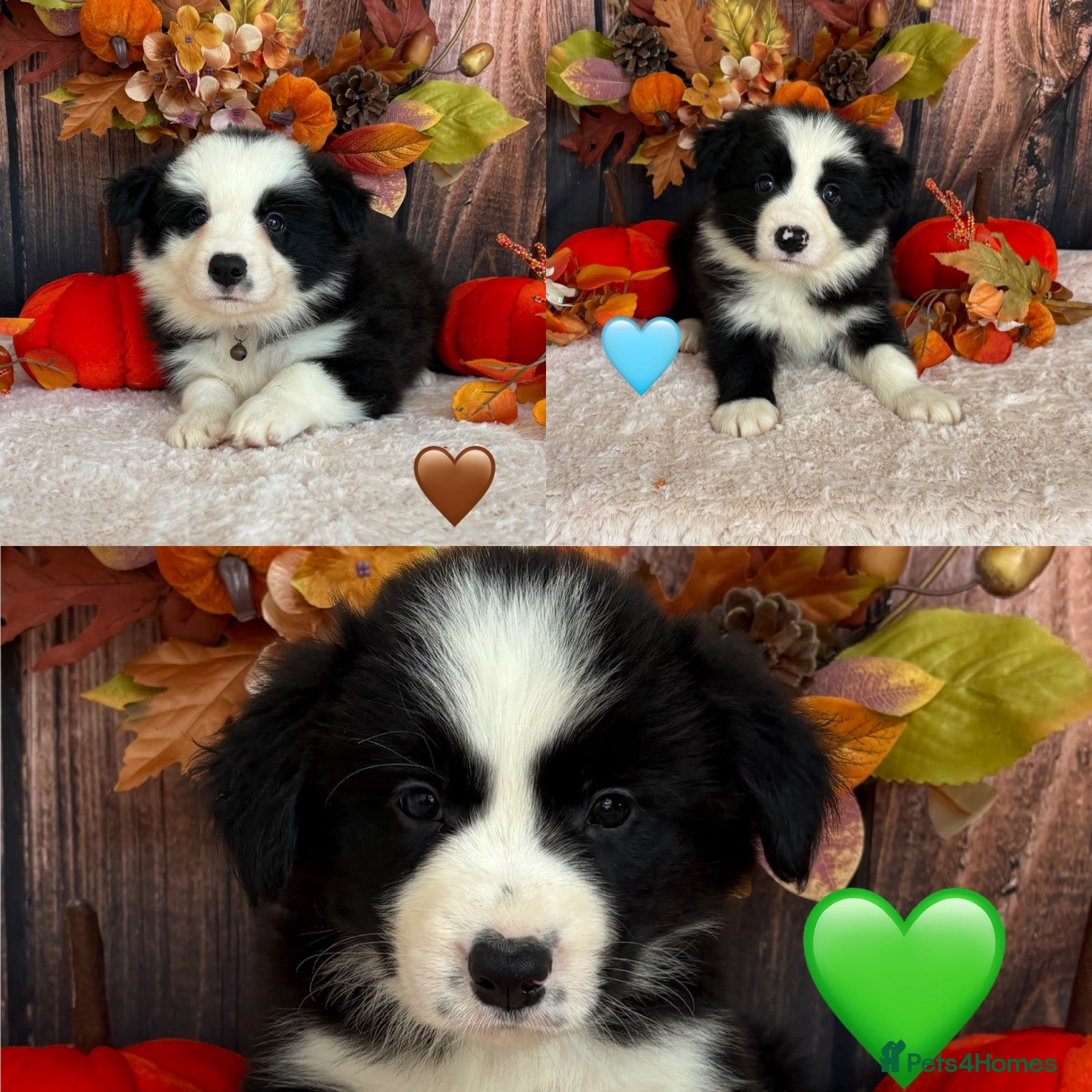 Border Collie dogs Gorgeous Seal & Black&White Border Collie Puppies  - Advert 1