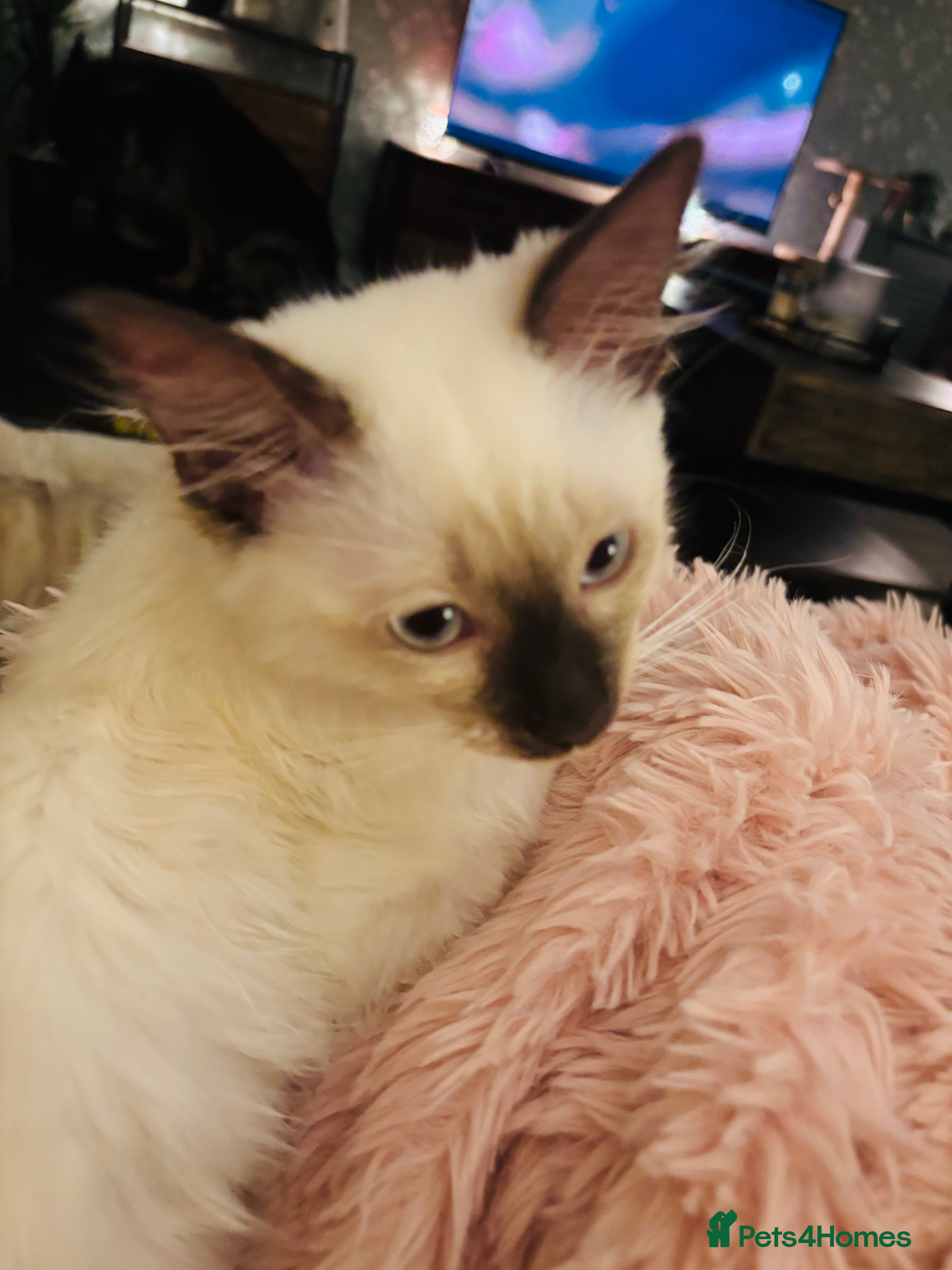 Ragdoll cats Beautiful Ragdoll female  - Advert 2