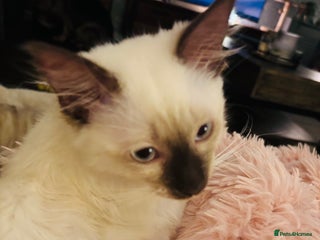 Ragdoll cats Beautiful Ragdoll female - Advert 2