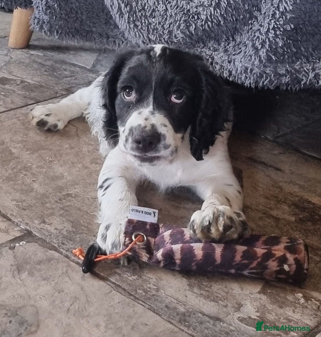 Cocker Spaniel dogs Quality KC/DNA clear Cocker spaniel pup  - Advert 1
