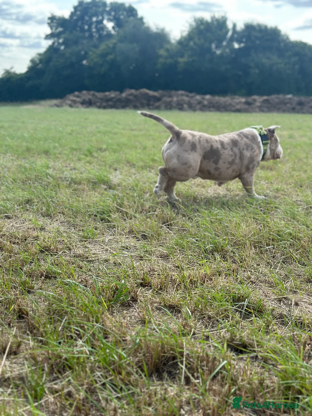 American Bully dogs for stud: Merle ABKC american pocket bully stud in Leicester - Advert 7