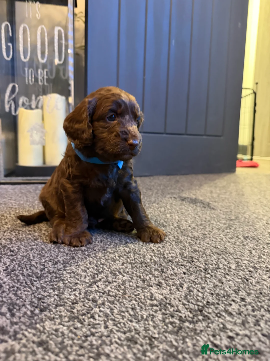 Cockapoo dogs for sale: Beautiful cockapoo puppies  - Advert 14