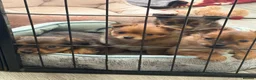 Mixed Breed dogs for sale: Small mixed breed puppies for sale  in Gloucester - Advert 4