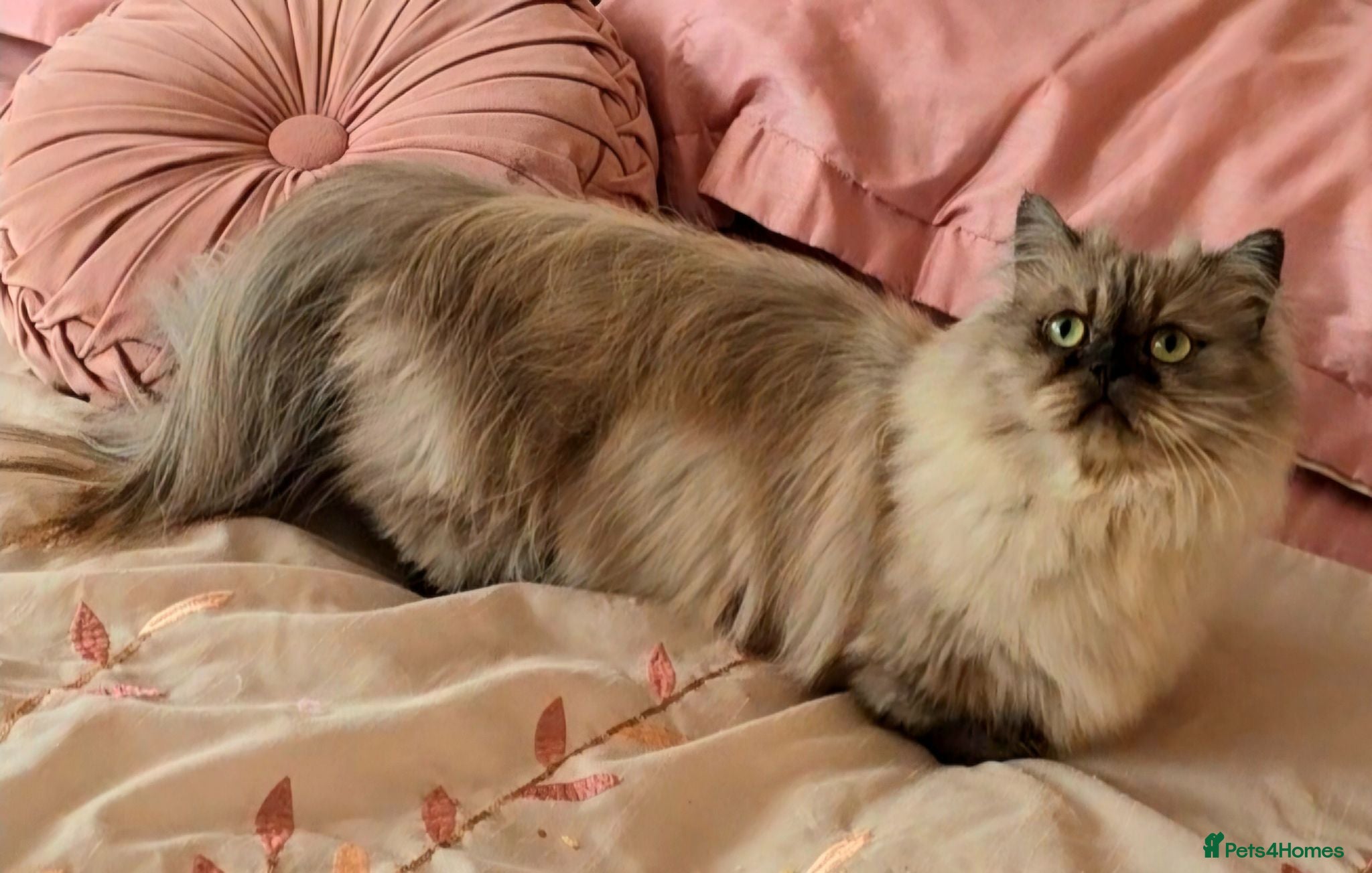 Persian cats Quality Minuet Persians - Advert 2