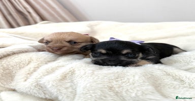 Jack Russell dogs - Advert 16