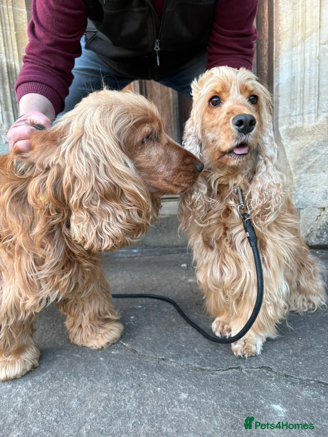 Cocker Spaniel dogs for sale: Health Tested SHOW Cockers Spaniels DUE - Advert 8