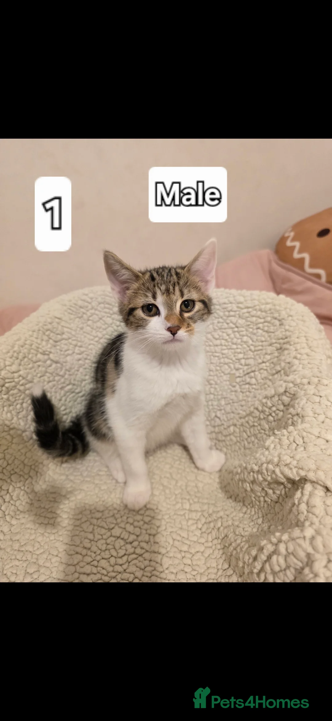 Mixed Breed cats for sale: 6 beautiful babies ready for new homes.  - Advert 9