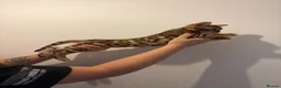 Bengal cats for sale: Bengal kittens - Advert 12