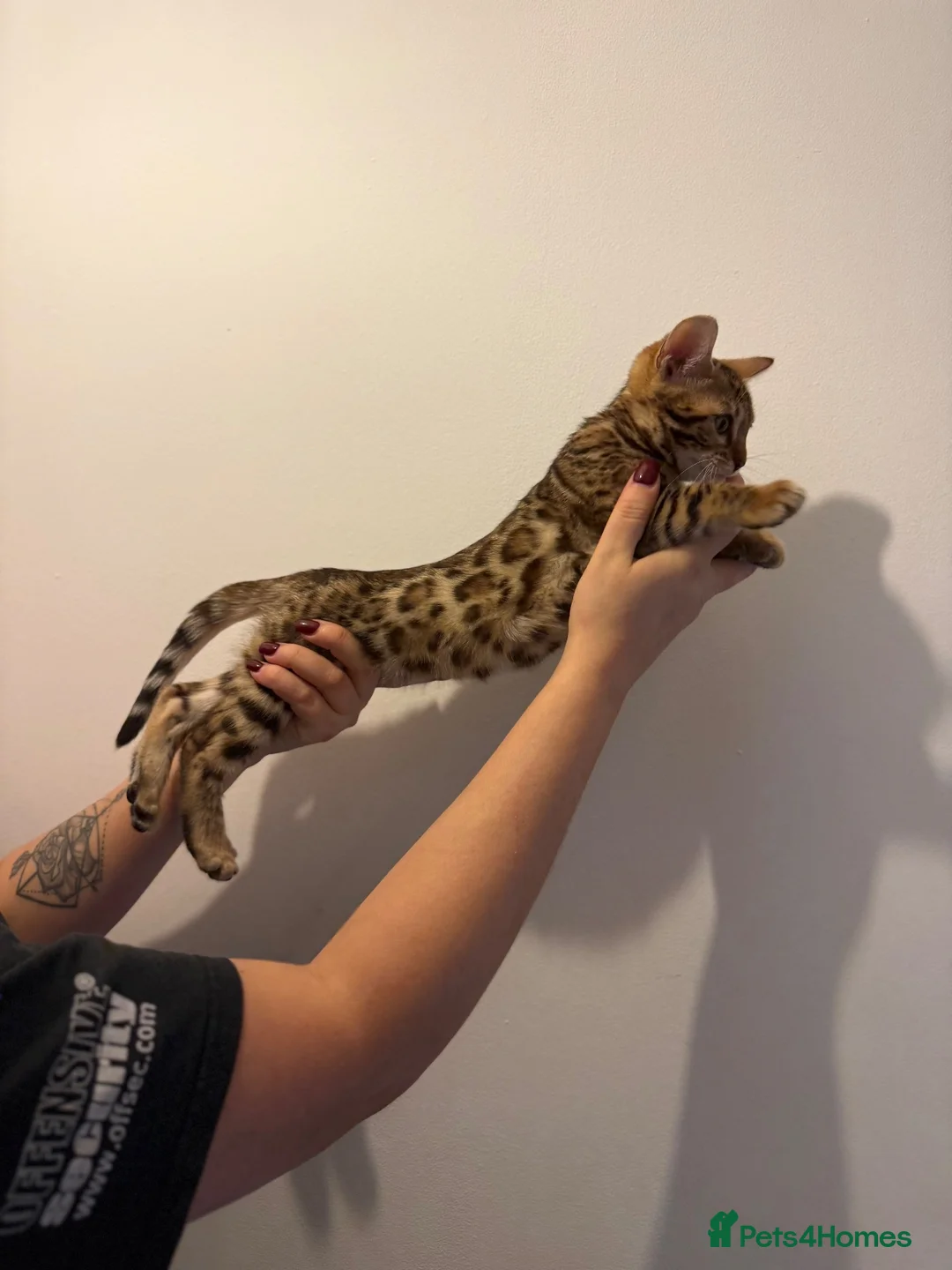 Bengal cats for sale: Bengal kittens - Advert 12
