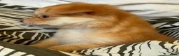 Chihuahua dogs for sale: Beautiful Long-Haired Chihuahua Puppies ❤️ - Advert 7