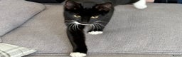 Mixed Breed cats for sale: 2 black and white kittens to go together - Advert 7