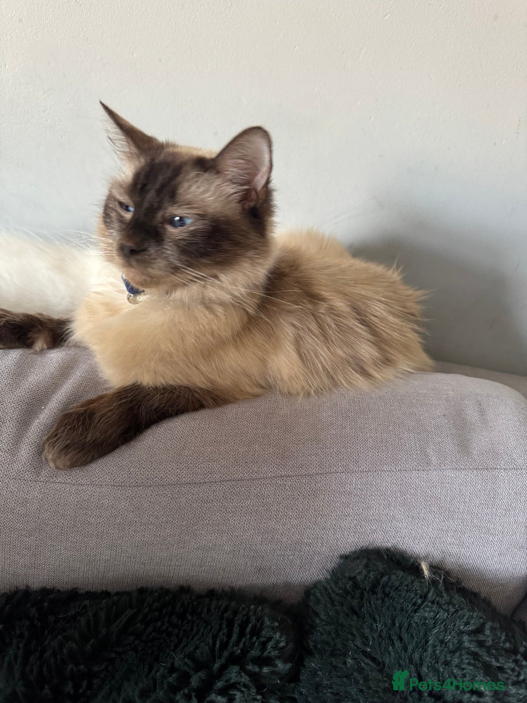 Ragdoll cats for sale: 3 Female Purebred Ragdoll Kittens - Image 11