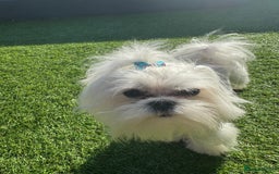 Maltese dogs for stud: Romeo - Full Korean Maltese Available for STUD  - Image 5
