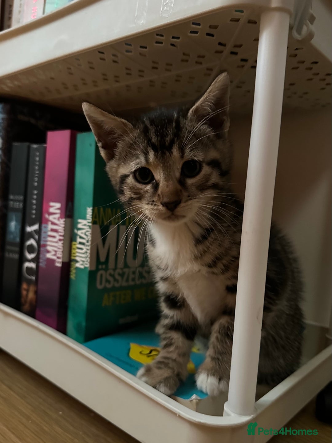 Bengal cats for sale: Half bengal kittens looking for their forever home - Image 11
