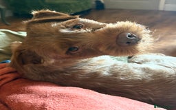 Patterdale Terrier dogs for sale: Patterdale Terrier Charlie - Image 3