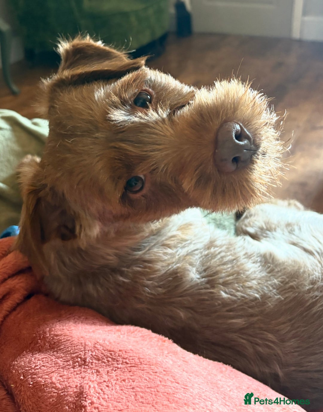 Patterdale Terrier dogs for sale: Patterdale Terrier Charlie - Image 3