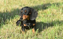 Miniature Dachshund dogs for sale: Mini smooth dachshund one boy available  in Newton Abbot - Image 5
