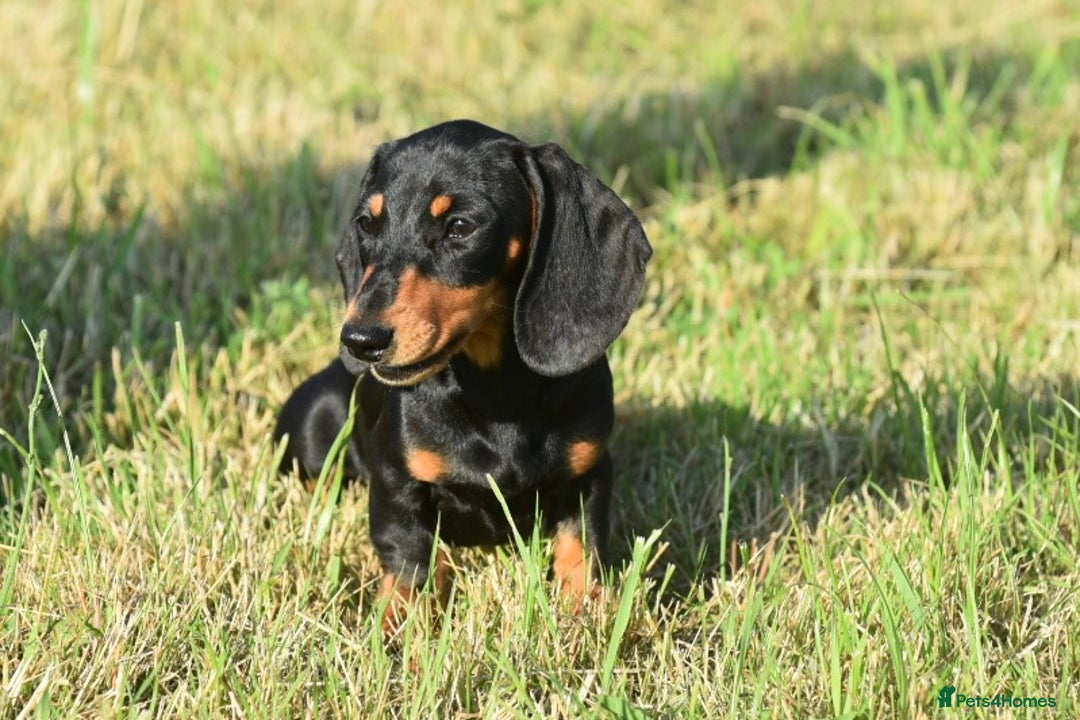 Miniature Dachshund dogs for sale: Mini smooth dachshund one boy available  in Newton Abbot - Image 5