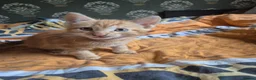Domestic Shorthair cats for sale: Kittens ready for their forever home - Advert 3