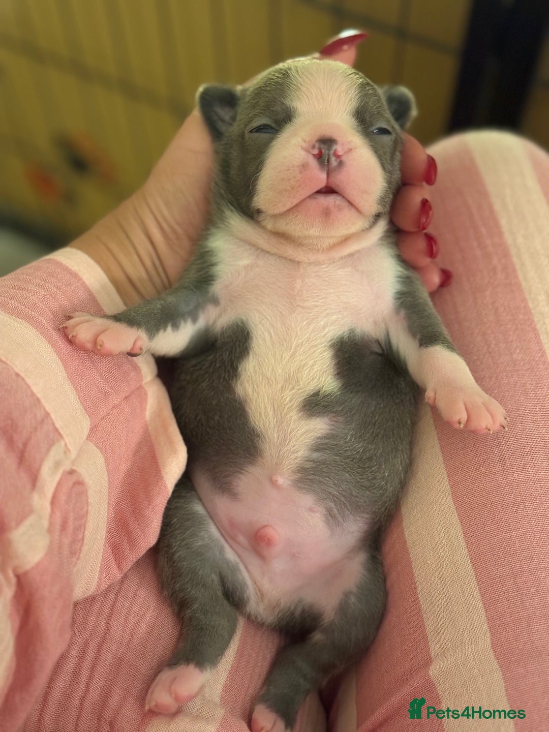 Boston Terrier dogs for sale: Exceptional Blue Boston Terrier Puppies 💙🐾 - Image 11