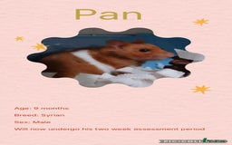Hamster rodents for sale: Hamster - Image 5