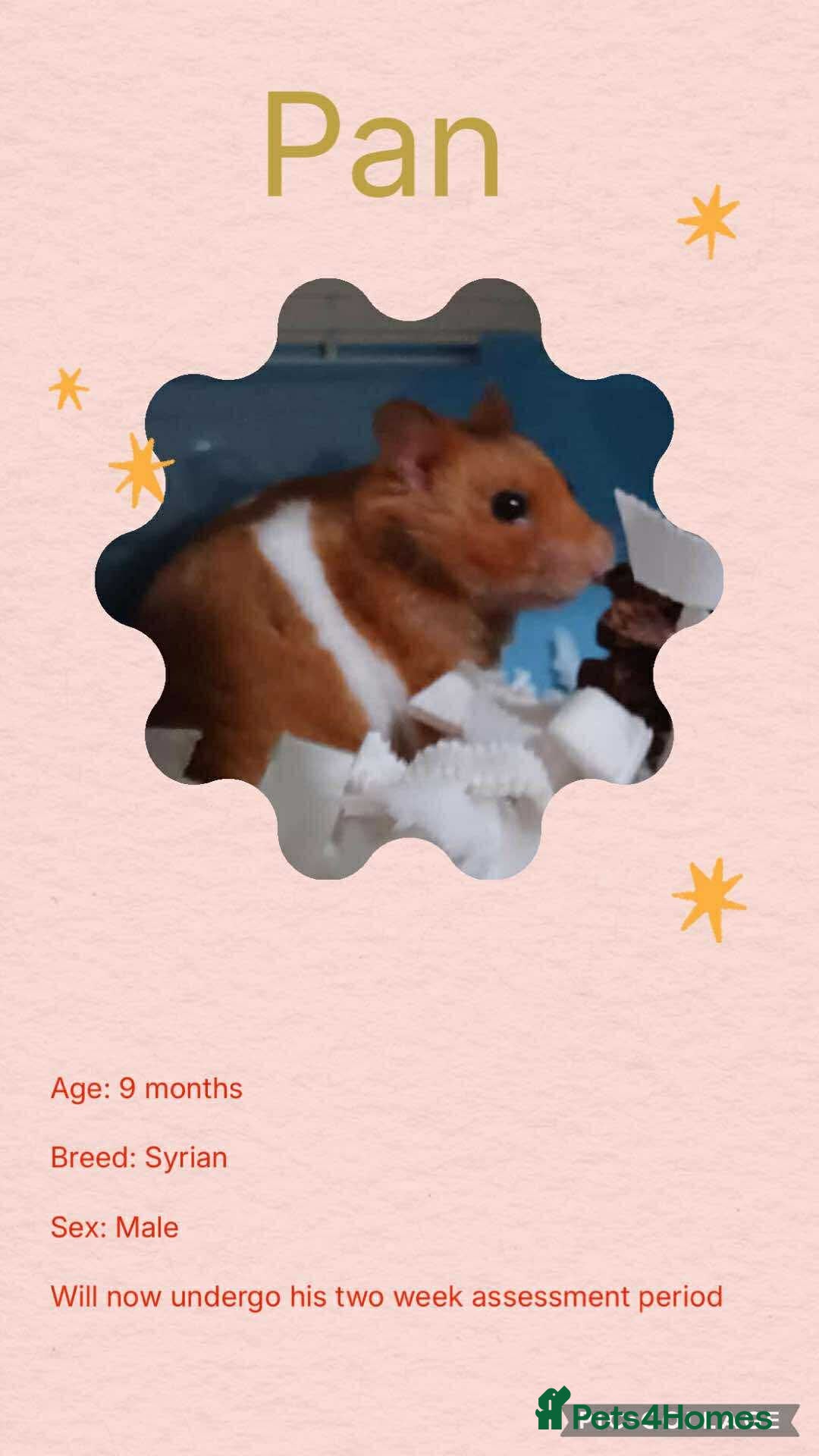 Hamster rodents for sale: Hamster - Image 5