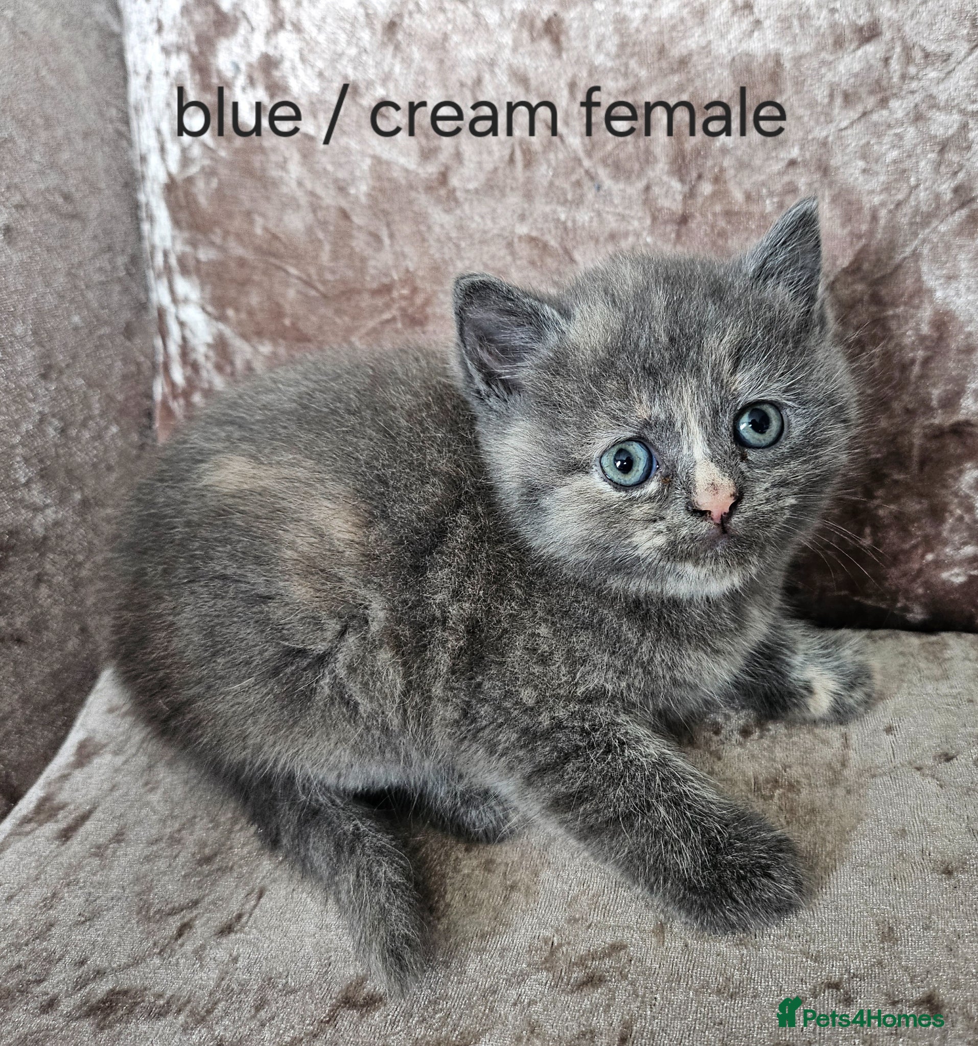 Mixed Breed cats 5 kittens x British blue shorthairs crossed  - Advert 6