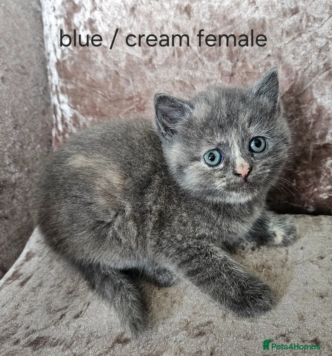 Mixed Breed cats for sale: 5 kittens x British blue shorthairs crossed  in Swansea - Advert 2