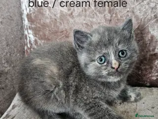 Mixed Breed cats 5 kittens x British blue shorthairs crossed - Advert 6