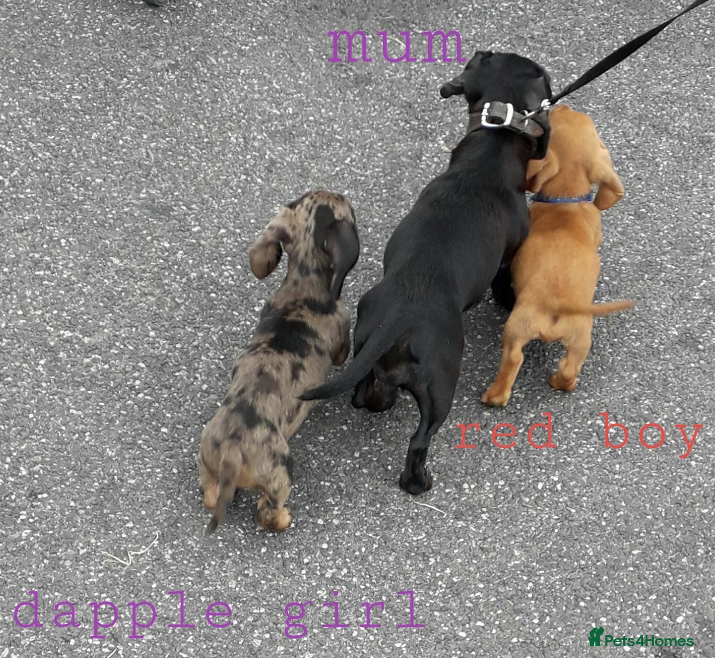 Miniature Dachshund dogs *TRUE MINIATURE OUTSTANDING DACHSHUNDS* - Advert 2