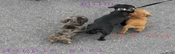 Miniature Dachshund dogs for sale: *TRUE MINIATURE OUTSTANDING DACHSHUNDS* - Advert 1