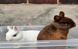 Netherland Dwarf rabbits for sale: •AVAILABLE• Pedigree Netherland Dwarf Bunny in Rushden - Image 1