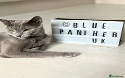 Russian Blue cats for stud: TICA & GCCF Genetically tested Russian Blue Stud in Northampton - Image 4