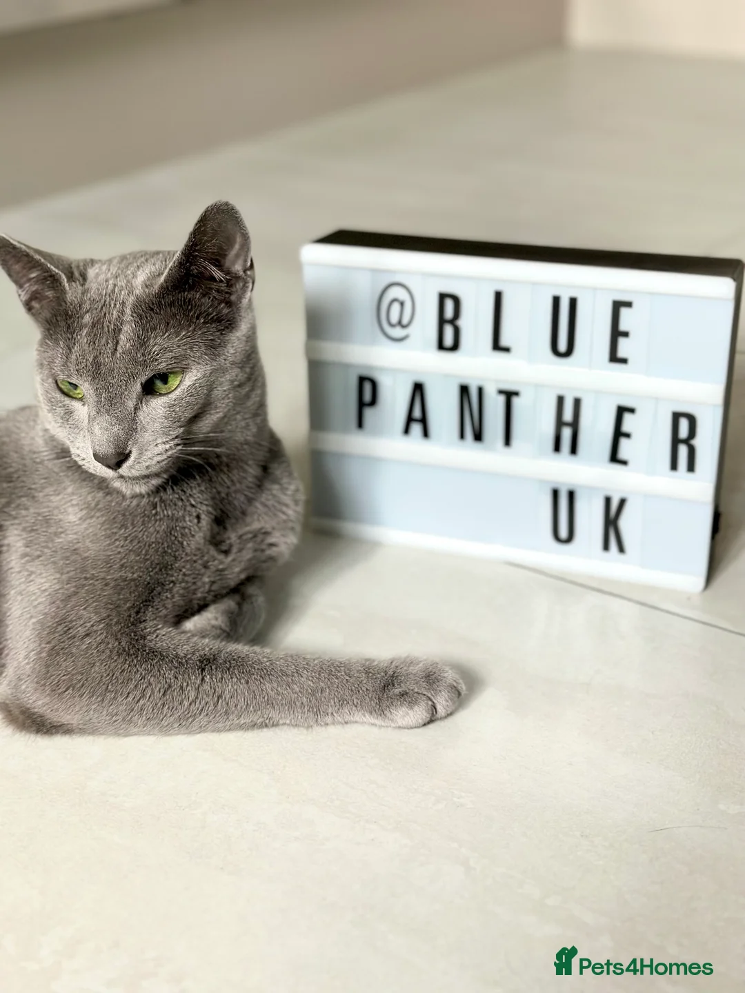 Russian Blue cats for stud: TICA & GCCF Genetically tested Russian Blue Stud in Northampton - Advert 4