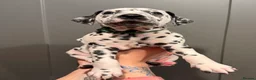 Dalmatian dogs for sale: 4 Girls, 1 Boy KC Dalmatians - ready to leave!  - Advert 19