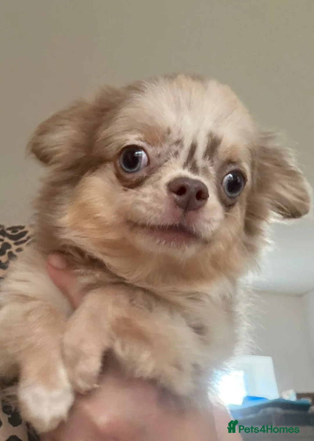 Chihuahua dogs for sale: Chihuahua boy lilac marble with blue eyes  - Advert 2