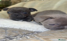 French Bulldog dogs for sale: Lilac blue eyed litter of 6. DWKC registered  - Image 15