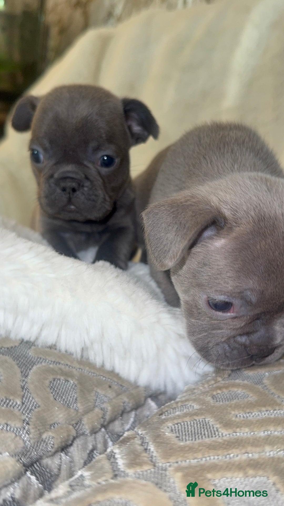 French Bulldog dogs for sale: Lilac blue eyed litter of 6. DWKC registered  - Image 15