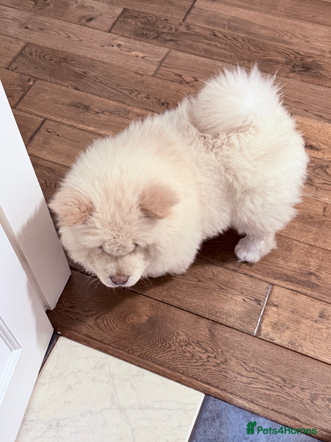 Chow Chow dogs for sale: Cream boy chow chow - Advert 3