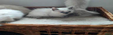 Ragdoll 4