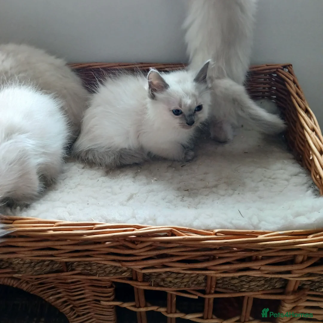 Ragdoll cats for sale: Blue point Ragdoll kittens  in Dingwall - Advert 12
