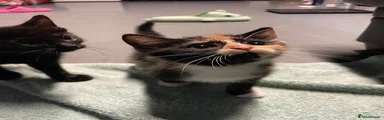 Calico girl 1 