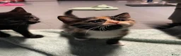 Domestic Shorthair cats for sale: 6 kittens ready to be taken home - Advert 3