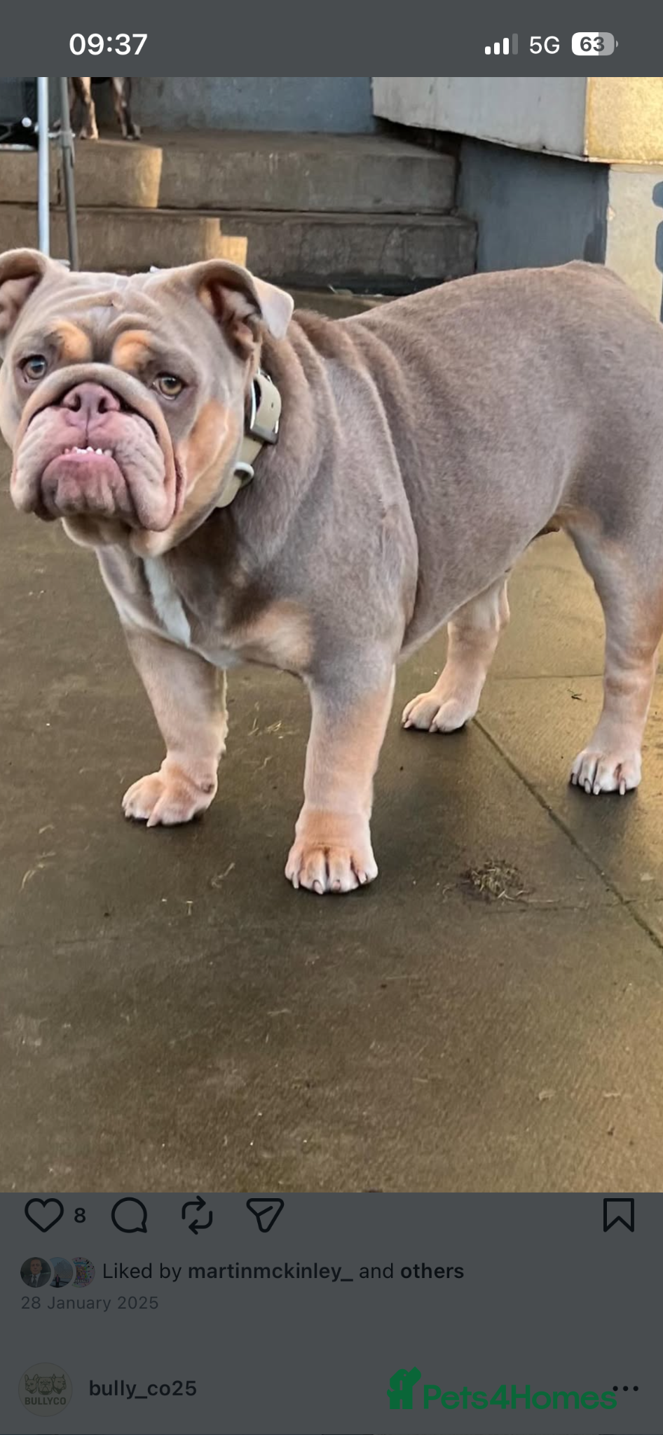 English Bulldog dogs Female English bulldog  - Advert 1