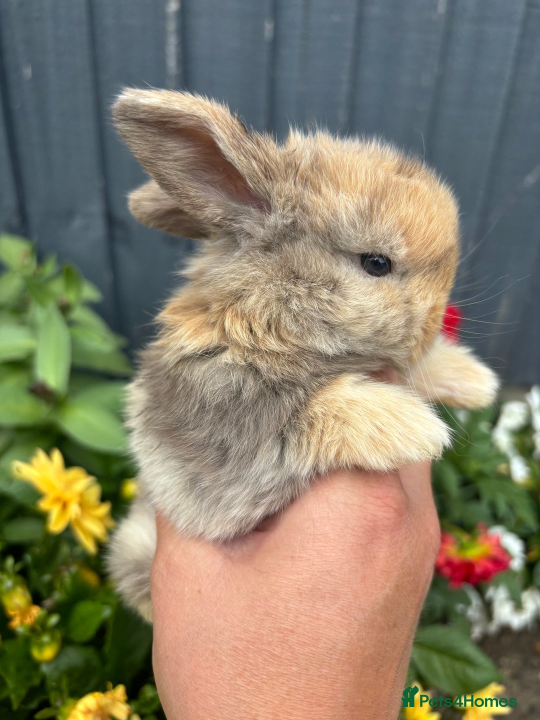 Mini Lop rabbits for sale: 3 beautiful baby rabbits  - Image 2