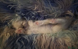 Ragdoll cats for sale: 2 beautiful litters of Ragdolls  - Image 36