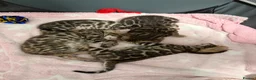 Bengal cats for sale: TIKA registered 5th Pedigree bengal kittens  - Advert 17