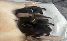 Pug dogs for sale: Pug puppies for sale  - Image 10